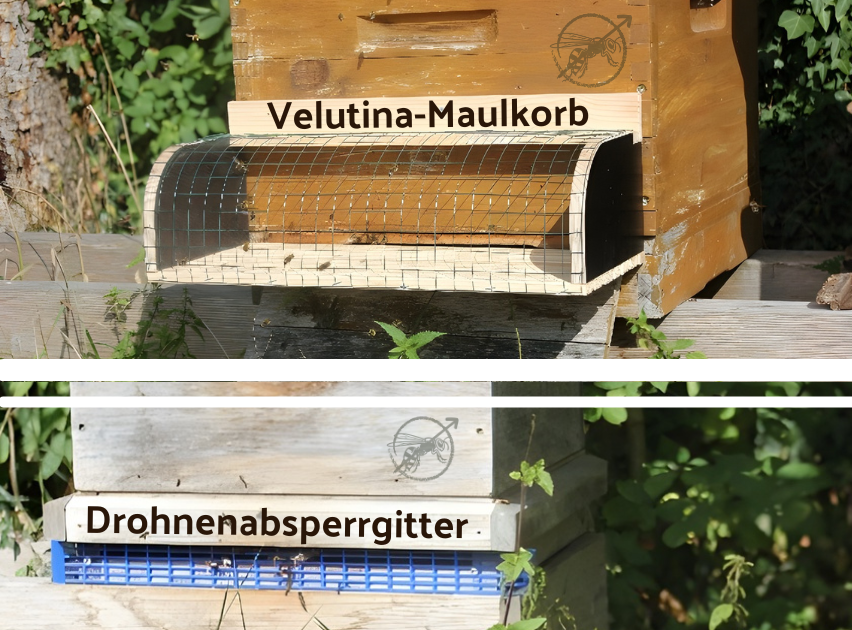 Fotos eines Velutina Maulkorbs und eines Drohnenabsperrgitters vor einer Bienenbeute.