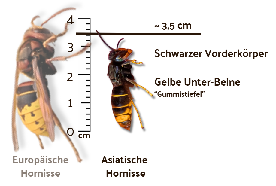 Asiatische Hornisse an Lineal mit Größen-Angabe